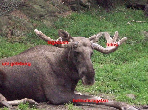 �elchkarte�
